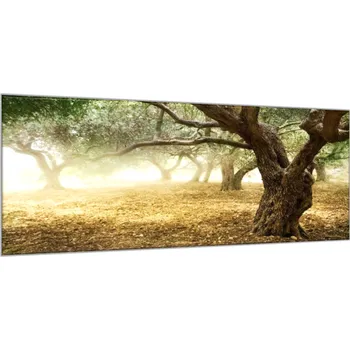 Obraz Glasdekor Obraz skleněný strom olivovník Rozměry-obdélník V/Š: 30 x 60 cm