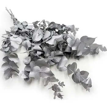 mech-mech.cz Stabilizovaný eukalyptus Blahovičník - Cinerea - stříbrný