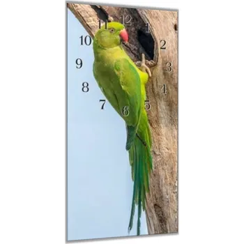 Hodiny Glasdekor Nástěnné hodiny 30x60cm papoušek alexandr Materiál: plexi