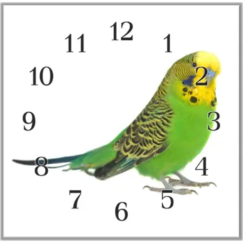 Hodiny Glasdekor Nástěnné hodiny 30x30cm papoušek andulka vlnkovaná Materiál: plexi