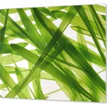 Glasdekor Ochranná deska detail listy trávy abstrakt Rozměr V/Š: 50x50 cm, Lepení na zeď: Bez lepení na zeď
