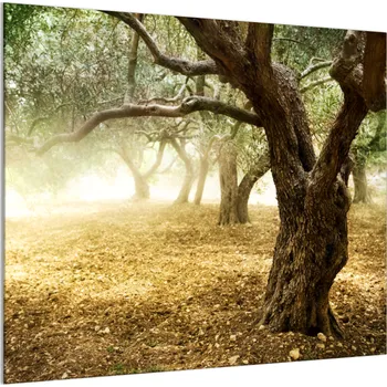 Obklad Glasdekor Ochranné sklo za varnou desku strom olivovník Rozměr V/Š: 34 x 34 cm