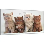 Glasdekor Nástěnné hodiny 30x60cm koťata britské kočky Materiál: plexi