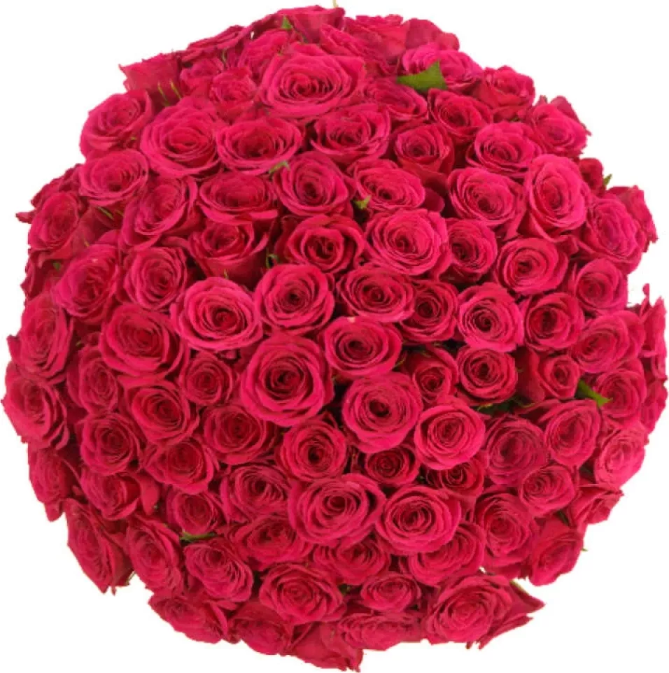Kytice 100 růžových růží FUCHSIANA 60cm
