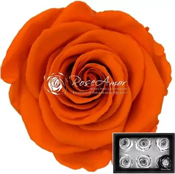 umělá květina Stabilizované oranžové růže v krabičce 6ks