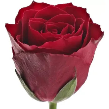 umělá květina Červená růže MADAM RED 50cm (M)