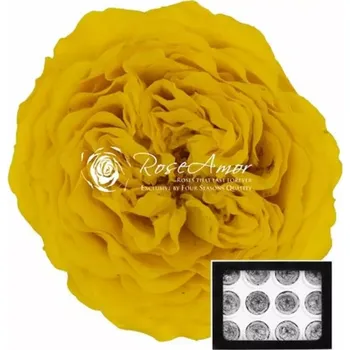 umělá květina Stabilizované žluté zahradní růže v krabičce 12ks