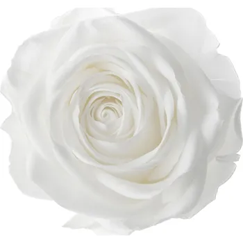 Daisy (Stabilizovaná aranž – 1x premium stabilizovaná "věčná" růže ve skleněné baňce)