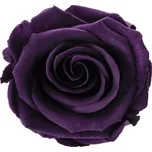 Lucy Purple - fialová (Kytička 1x stabilizovaná "věčná" růže)