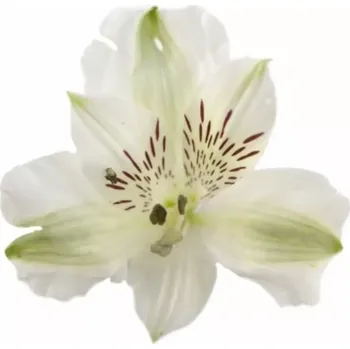 Alstroemerie Virginia