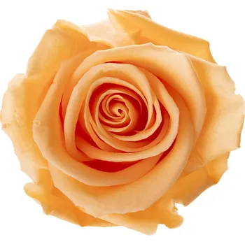 Chloe LIGHT Peach - broskvová (Aranž 3x stabilizovaná "věčná" růže na keramickém tácku)