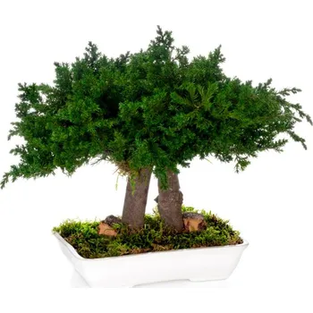 Juniperus bonsai