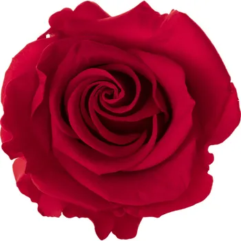 Aneta Red - červená (Stabilizovaná "věčná" růže v keramickém obalu ve tvaru srdce)