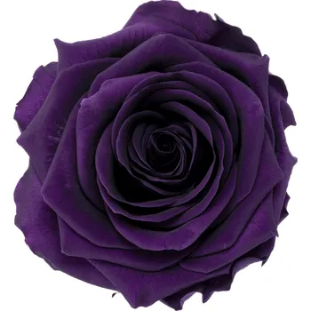 Laura LIGHT Purple - fialová (Aranž 1x stabilizovaná "věčná" růže na keramickém tácku)
