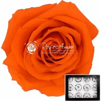 umělá květina Stabilizované oranžové růže v krabičce 12ks