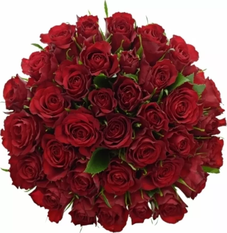 Kytice 35 červených růží RED CALYPSO 60 cm