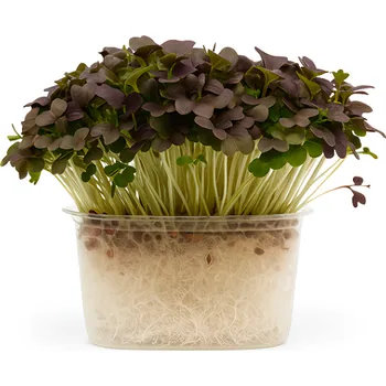 Mizuna červená, vanička