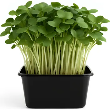 Ředkvička Daikon, vanička