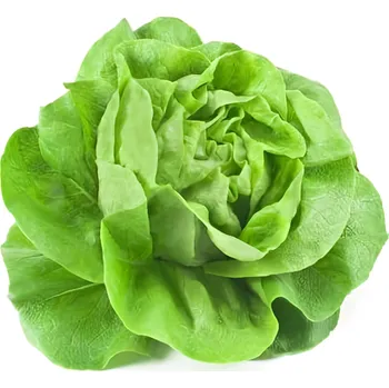 Salát hlávkový, 250g