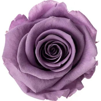 Zina Lila (Aranž 3x stabilizovaná "věčná" růže v ploché keramice)