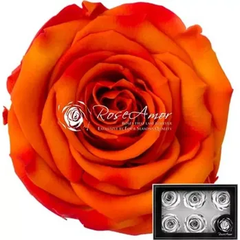 umělá květina Stabilizované oranžové žíhané růže v krabičce 6ks