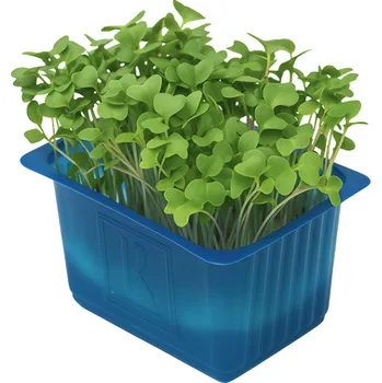 Klíčky Brokolice Raab, vanička