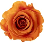 Sára LIGHT Orange - oranžová (Aranž 1x stabilizovaná "věčná" růže v betonovém květináčku)