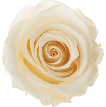 Nela Champagne (Aranž 3x stabilizovaná "věčná" růže v keramické misce)