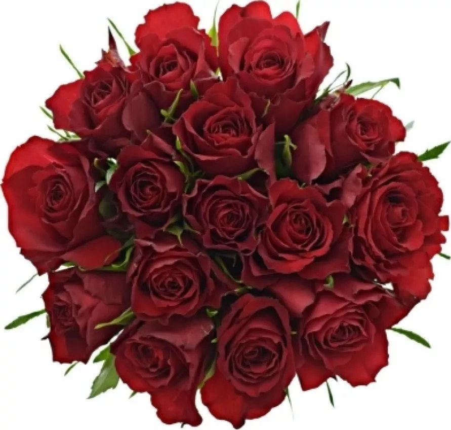 Kytice 15 červených růží RED CALYPSO 60 cm