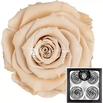 umělá květina Rose Amor Stabilizované krémové růže v krabičce 4ks Červená