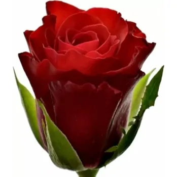 umělá květina Červená růže SIMPLY RED+ 50 cm (M)