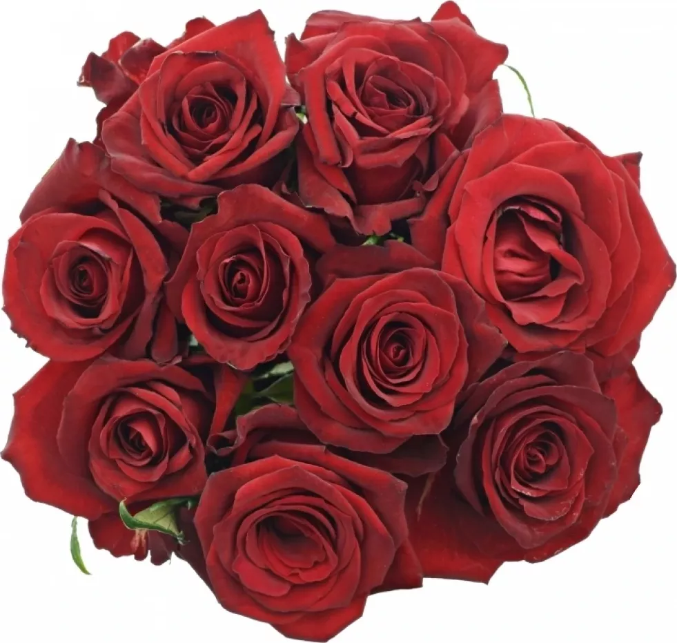 Kytice 9 luxusních růží EVER RED 50cm