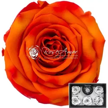 umělá květina Stabilizované oranžové žíhané růže XL v krabičce 6ks