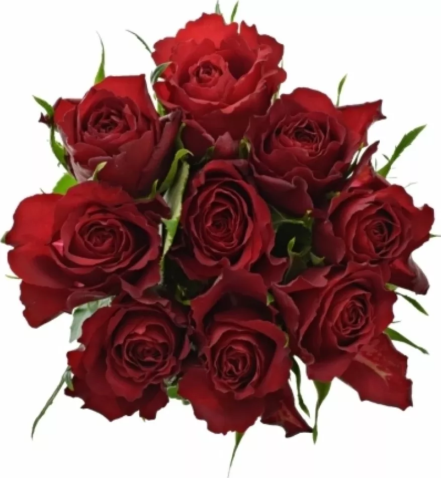 Kytice 9 červených růží RED CALYPSO 60 cm