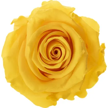 Sára DARK Yellow - žlutá (Aranž 1x stabilizovaná "věčná" růže v betonovém květináčku)