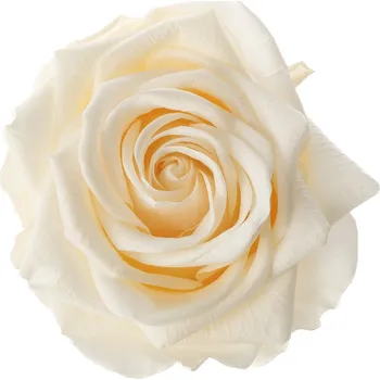 Laura LIGHT Champagne (Aranž 1x stabilizovaná "věčná" růže na keramickém tácku)