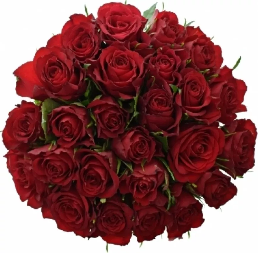 Kytice 25 červených růží RED CALYPSO 60 cm