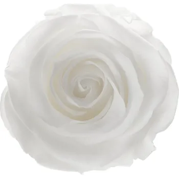 Ina LIGHT White - bílá (3x stabilizovaná "věčná" růže v betonovém květináčku)