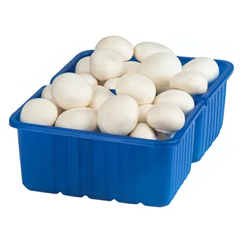 Žampiony bílé, vanička 1kg