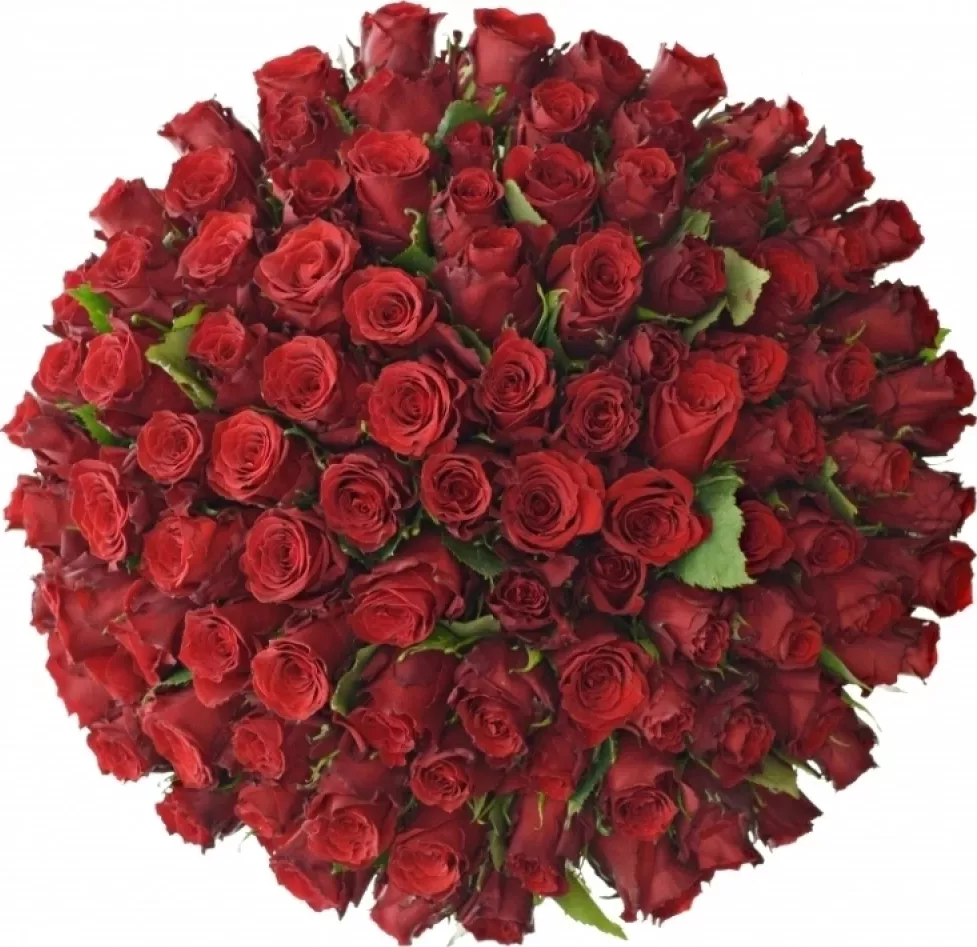 Kytice 100 rudých růží RED TORCH 50 cm