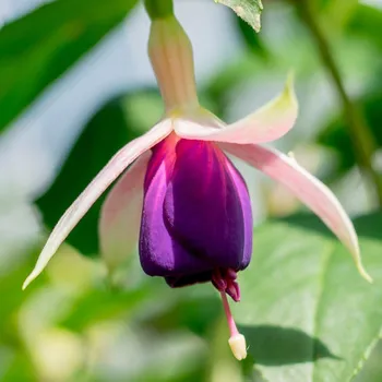 Rose of Cestile Fuchsie- mrazuvzdorná 315