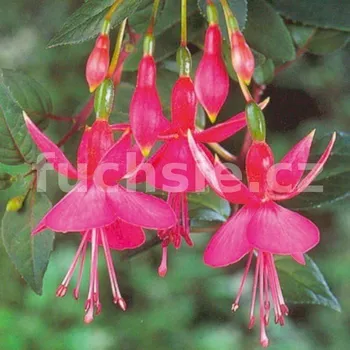 Display Fuchsie (Smith GB 1881)- mrazuvzdorná