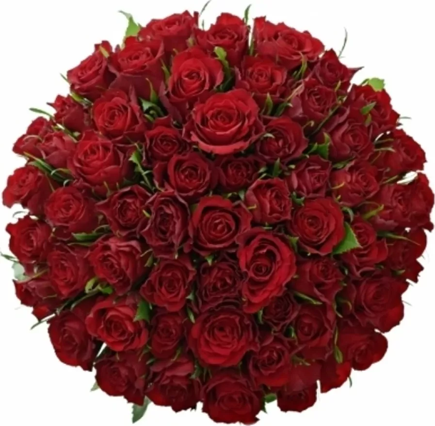 Kytice 55 červených růží RED CALYPSO 50 cm