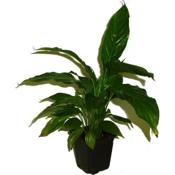 Sazenice Lopatkovec - pokojová květina