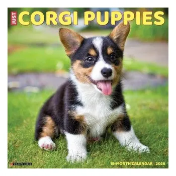 Kalendář Corgi Puppies 2026 12 X 12 Wall Calendar (EN)