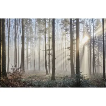 Fototapeta Fototapeta LES V MLZE Stromy Ložnice 3D 368x254