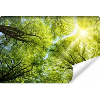 Fototapeta Fototapeta do obýváku Nebe LES Příroda 3D efekt 90x60 cm