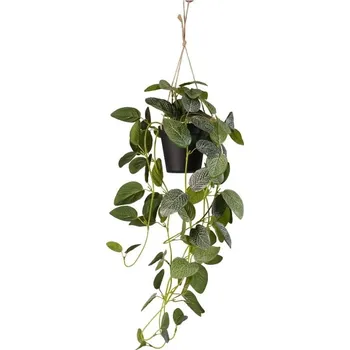 umělá květina Umělá květina Fittonia v závěsném květináči, 70cm