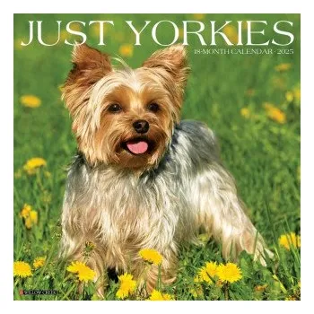 Kalendář Yorkies 2026 12 X 12 Wall Calendar (EN)