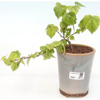 Pokojová bonsai - Abutilon Big Bell - Mračňák poříční 160752